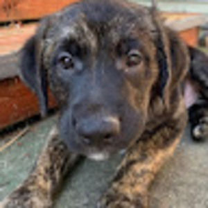 Meet your Posher, Alan